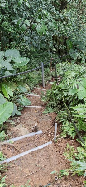 2026-0307 造鎮-文筆山-天華山-南勢角山-蘭花亭-牛伯伯3015835