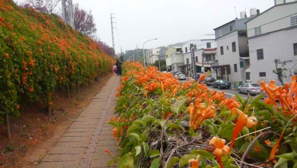 富貴吉祥～銅鑼炮仗花海公園1286817