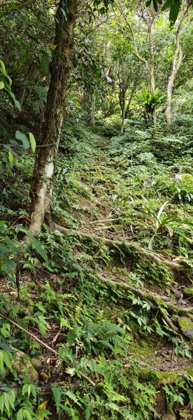 2026-0313 烘爐地步道-南勢角山-紫竹寺3015904