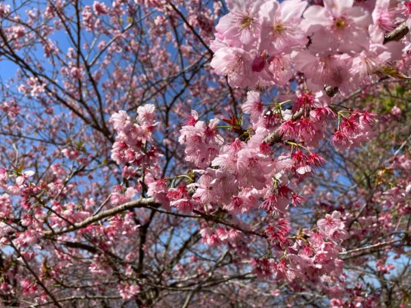 復興鄉悠然秘境櫻花🌸林野餐🧺2722984