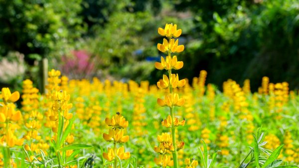 《踏莎行・貓空魯冰花》2710665