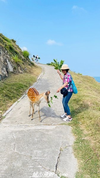 【馬祖大坵】馬祖的日本小奈良。 萌翻的梅花鹿。 大坵環島生態步道1852701