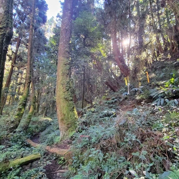 金柑樹山、忘憂森林、嶺頭山（小百岳）2343821