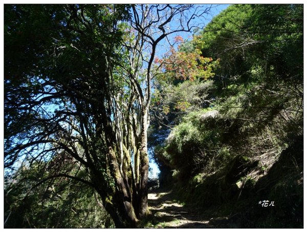 鹿林山步道(南投/信義)2360089