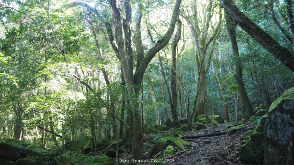 《苗栗》遺世鐵道｜悠遊加里山大坪支線至避難山屋202508222867485