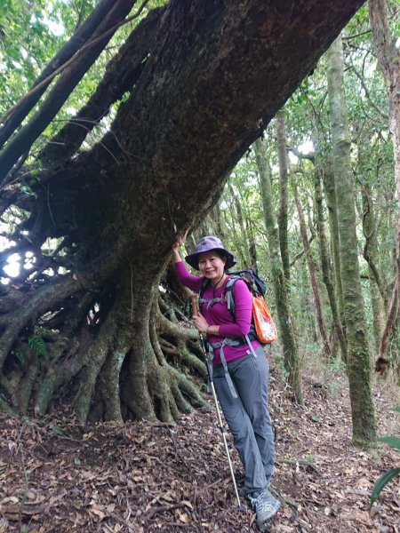 橫龍山、騰龍山（橫龍古道）1544731