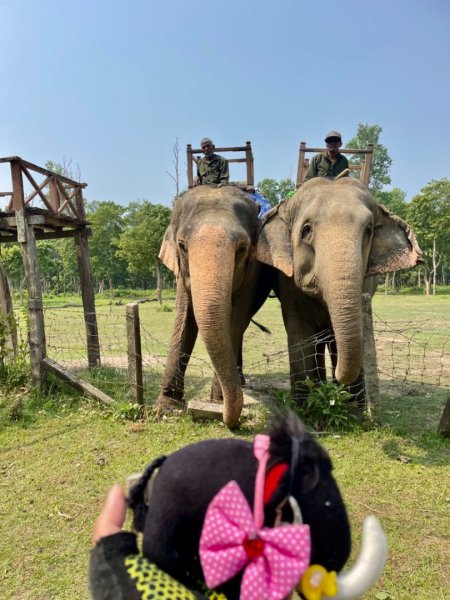 尼泊爾奇旺國家公園4天三夜2788901