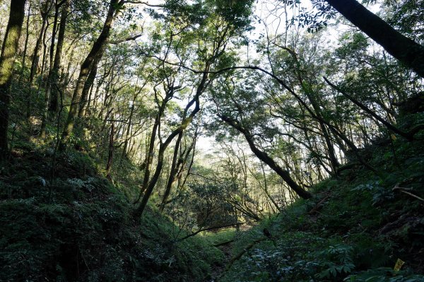 新北 烏來 美鹿山、高腰山、拔刀爾山、小巫山2703491