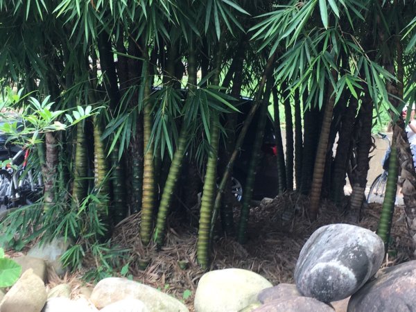 霄裡好風光活動2825440