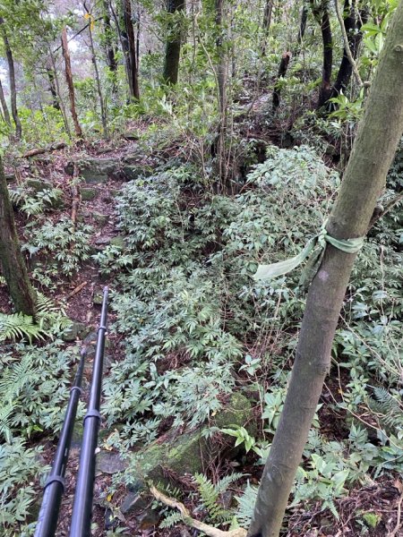 2023/12/14 碇內尖山 龍門山 五分山 淡蘭古道中路2399811