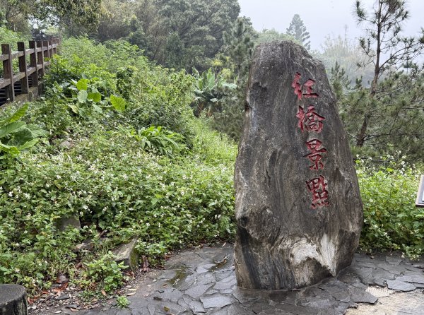 [樟之細路_第一大段RSA01] 2026_0329 大平紅橋3026637