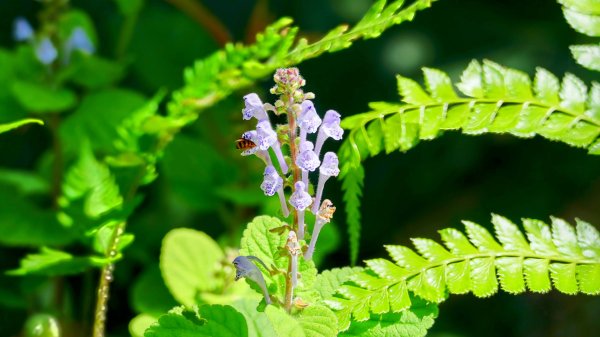 紫花酢醬草2739930