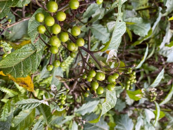 楠梓仙溪上南玉山1373093