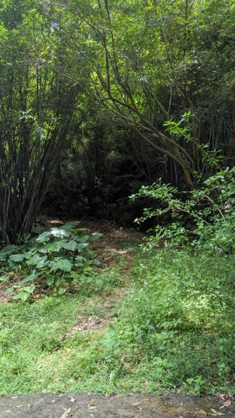 113.06.08阿四坑山-龜公山-牛灶坑山-彰埔坑山2530075