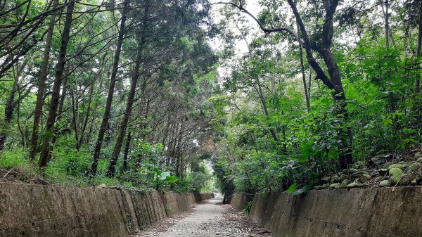 《南投》峰峰相連｜草屯九九峰森林步道O型202509062879270