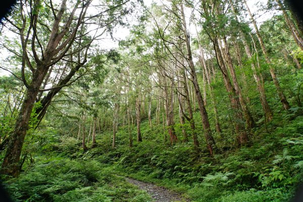 宜蘭 大同 加羅山2890259
