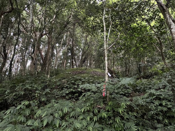 [皮皮獅探險隊-07/10] 2025_0719 油羅山步道2842701