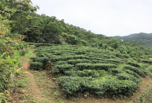 崩山大崙-石碇大崙2799074