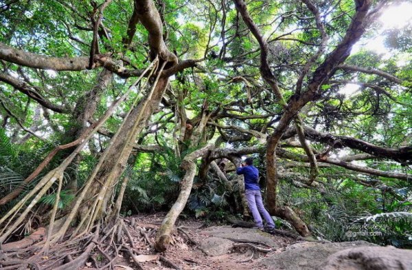 【台東】鸞山森林博物館.鸞山部落生態之旅1-發現會走路的樹