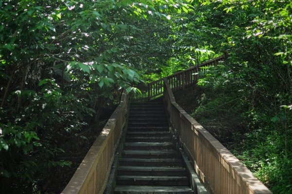 貓囒山真的有貓597057