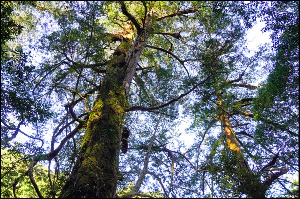 全台最大的紅檜森林 ~ 拉拉山巨木群885559