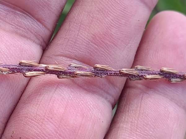 盆貿里山三盆連走2749555