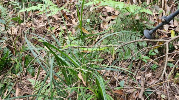 20250420古魯古道-大元山-大元國小2767384