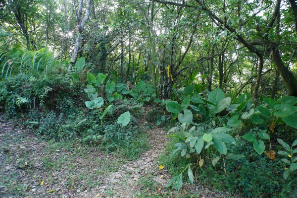 宜蘭 蘇澳 蘇澳山2893038