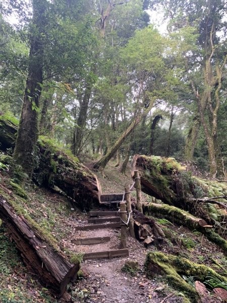 檜山巨木群步道2324132