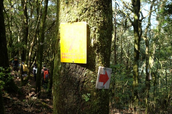 苗栗南庄鄉 二訪加里山 ‧ 2025春 哈加2753388