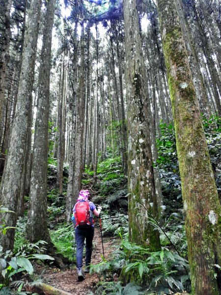 油羅山1458498