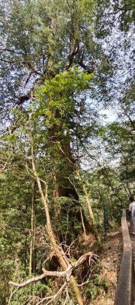 拉拉山國家森林遊樂區2752223