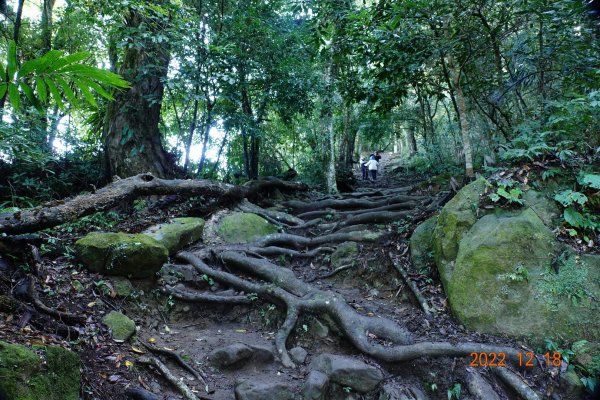 苗栗 泰安 馬那邦山、細道邦山1960856