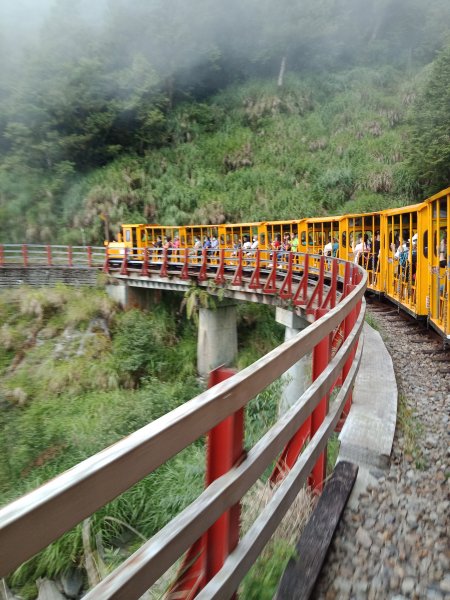 【宜蘭】太平山檜木原始林步道、鐵杉林自然步道、茂興懷舊步道