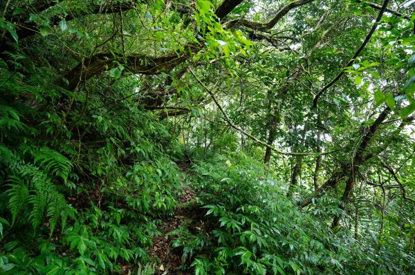 新北 烏來 下阿玉山2821601