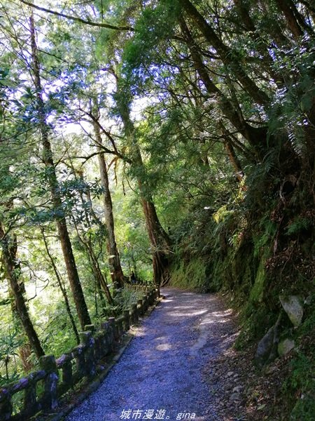 【桃園。復興】有氧森呼吸。 山迢路遠超美的拉拉山神木群步道1501131