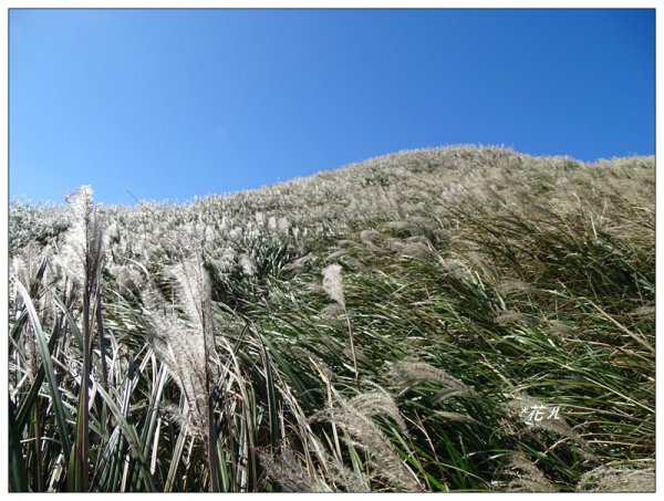 七星山連峰/芒花738702
