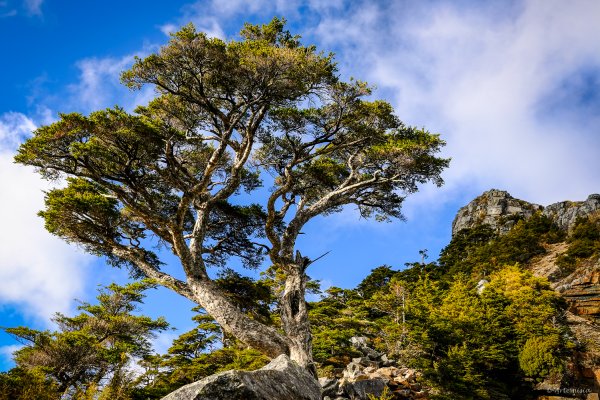 [冬訪大霸聖山岳參行]-榮耀桂冠B'bu' Papak聖稜精選輯2974796