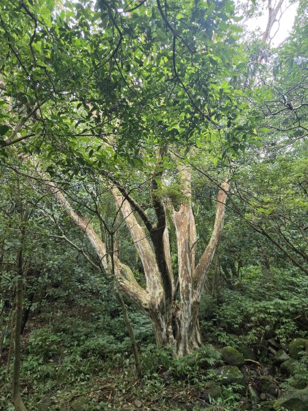 20260827圓柳古道-茄苳坑採金古道3114749