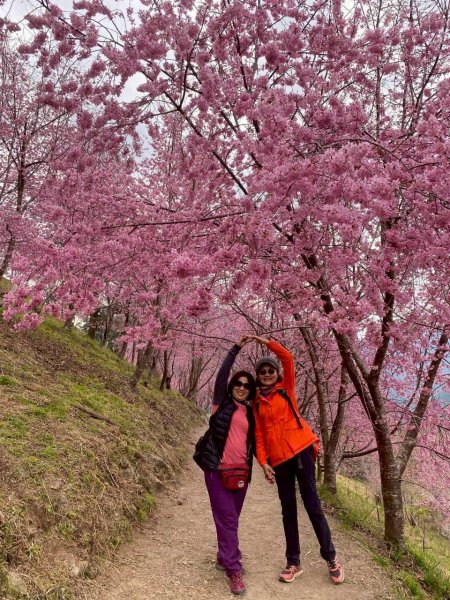 🌈2/19（四）-20（五）司馬庫斯櫻花季2日✨FB：熊熊趴爬走 🌈3004418