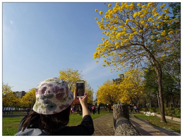 台中/廍子公園風鈴木865533