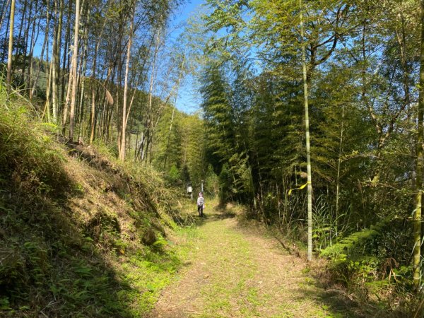 鹿谷大崙尾山、和雅挑竹古道7號、和雅挑竹古道6號O型走2425954