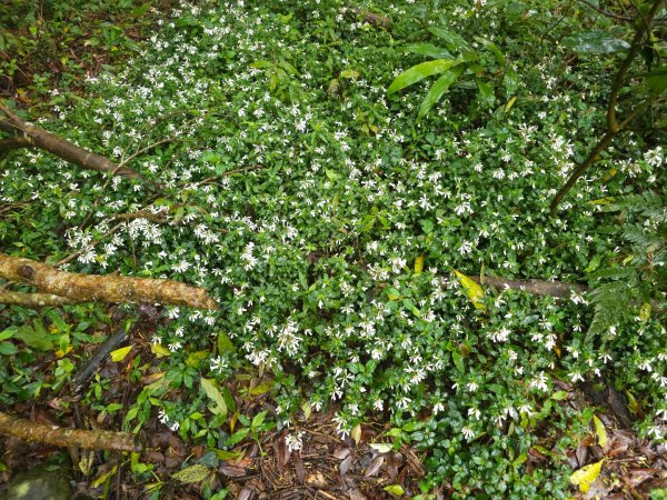 2026年臺北大縱走第一段：關渡至二子坪3010866