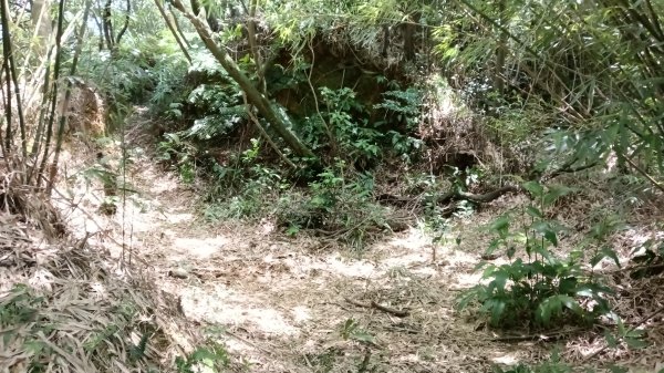 基隆市三角洲嶺山-三角洲嶺北峰-池塘-獅球嶺東砲台山-獅球嶺-獅球嶺北峰-劉銘傳隧道3067312
