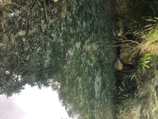 四十二份湧泉2723160