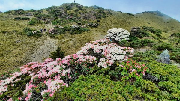 《南投》高山杜鵑盛宴｜哈哈山、石門山北峰202104181353330