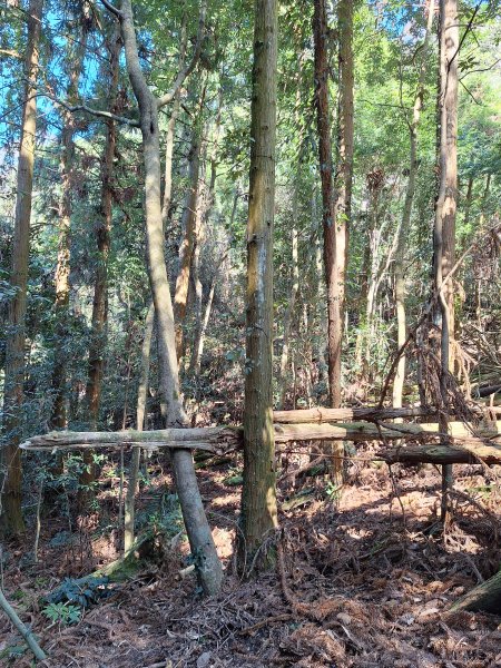 泰安麻必浩林道南坑山O型202502282724664