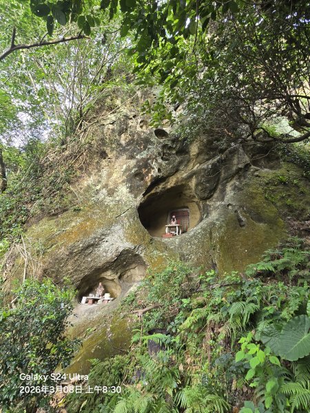 2026-03-08微笑山線：【大棟山系】百年大榕樹段3011674