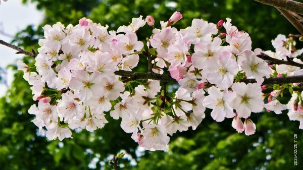 2/20 #天元宮 #墨染櫻(香水櫻)  #楓樹湖 #木蘭花(辛夷)封面