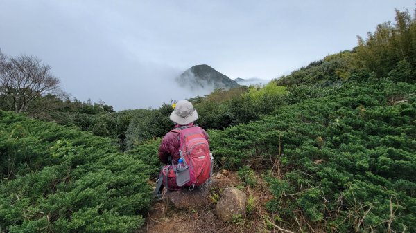 賞花+爬山健行-202402242436976